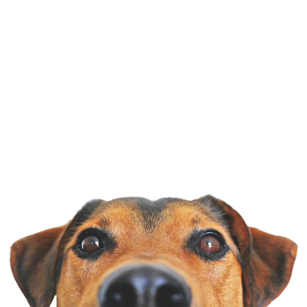 מזון לכלבים, מזון לכלבים מבוגרים